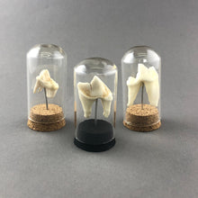 Tooth Mounted in Miniature Glass Dome