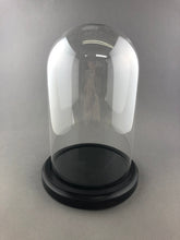 Bell Jar Glass Dome with Black Wood Base