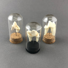 Tooth Mounted in Miniature Glass Dome