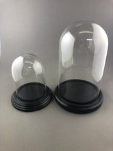 Bell Jar Glass Dome with Black Wood Base