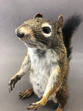 Taxidermy Squirrel