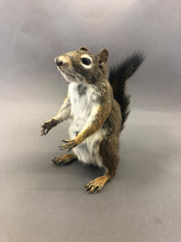 Taxidermy Squirrel