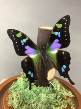 Purple Butterfly Graphium Weiskei Dome