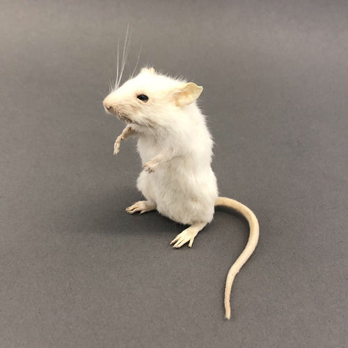 Taxidermy White Mouse
