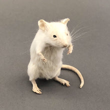 Taxidermy White Mouse