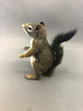 Taxidermy Squirrel