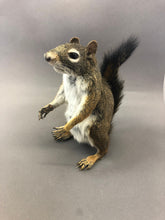 Taxidermy Squirrel