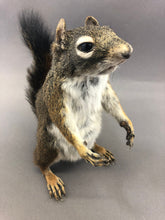 Taxidermy Squirrel