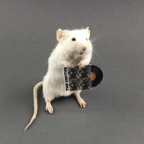 ANY RECORD Taxidermy Mouse