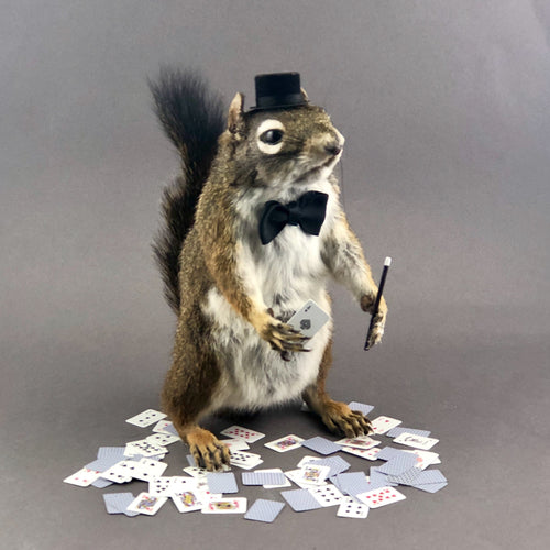 Taxidermy Magician Squirrel