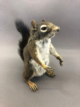 Taxidermy Squirrel