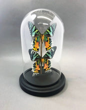 Madagascar Sunset Moths in Glass Dome