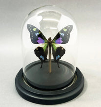 Real Butterflies in Bell Jar