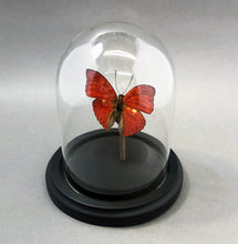 Real Red Glider Butterfly in Glass Dome