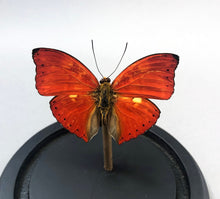 Real Red Glider Butterfly in Glass Dome