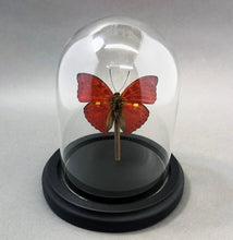 Real Red Glider Butterfly in Glass Dome