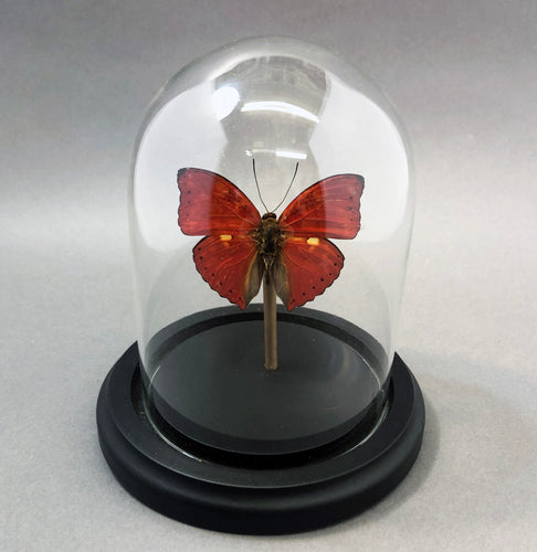 Real Red Glider Butterfly in Glass Dome
