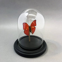 Real Red Glider Butterfly in Glass Dome