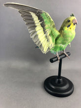 Taxidermy Parakeet Green with Open Wings