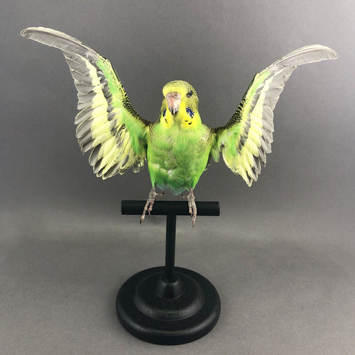 Taxidermy Parakeet Green with Open Wings