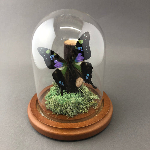 Purple Butterfly Graphium Weiskei Dome