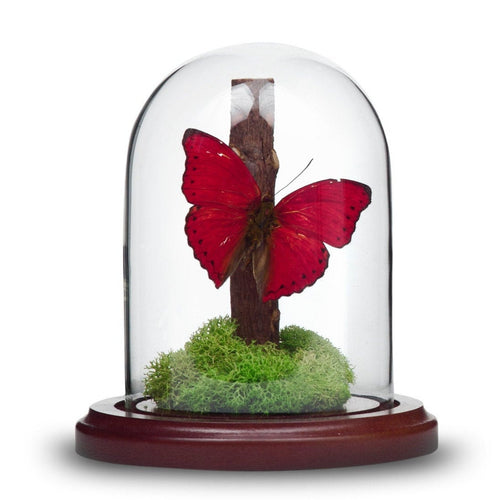 Real Red Glider Butterfly Dome