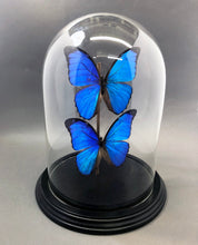 Real Butterflies in Bell Jar