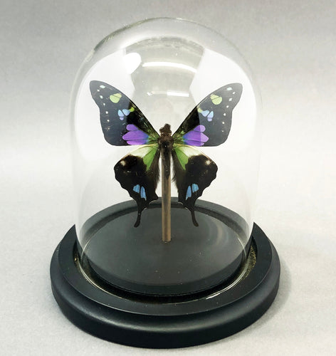 Purple Butterfly in Glass Dome