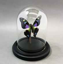 Purple Butterfly in Glass Dome