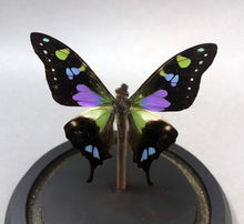 Purple Butterfly in Glass Dome