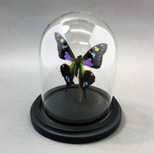 Purple Butterfly in Glass Dome