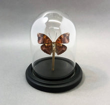 Real Red Glider Butterfly in Glass Dome