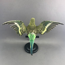 Taxidermy Parakeet Green with Open Wings