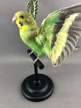 Taxidermy Parakeet Green with Open Wings