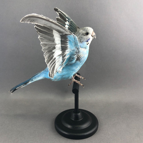 Taxidermy Parakeet Blue with Open Wings