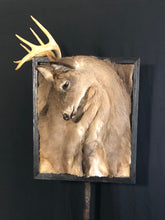 NYC NJ PICKUP ONLY Taxidermy Framed Deer