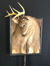 NYC NJ PICKUP ONLY Taxidermy Framed Deer
