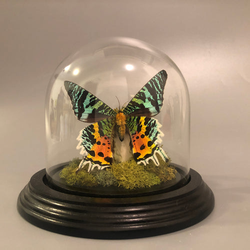 Madagascar Sunset Moths in Glass Dome