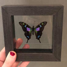 Purple Spotted Butterfly Framed