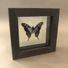 Purple Spotted Butterfly Framed