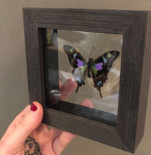 Purple Spotted Butterfly Framed