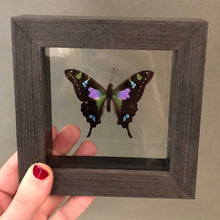 Purple Spotted Butterfly Framed