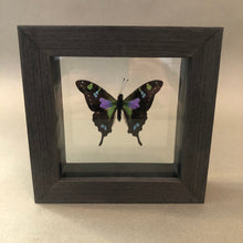 Purple Spotted Butterfly Framed