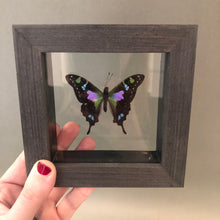 Purple Spotted Butterfly Framed