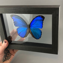 Blue Morpho Butterfly in Black Wood Frame