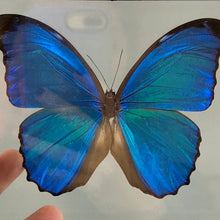 Blue Morpho Butterfly in Black Wood Frame