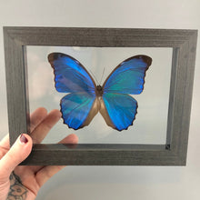 Blue Morpho Butterfly in Black Wood Frame