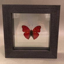 Red Glider Butterfly in Black Wood Frame