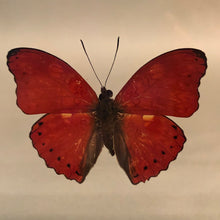 Red Glider Butterfly in Black Wood Frame