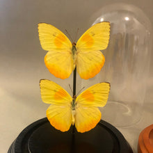 Yellow Butterflies in Glass Dome